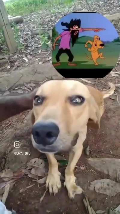 Eles são reais 😍