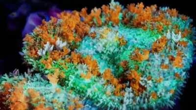 The colours of this coral reef