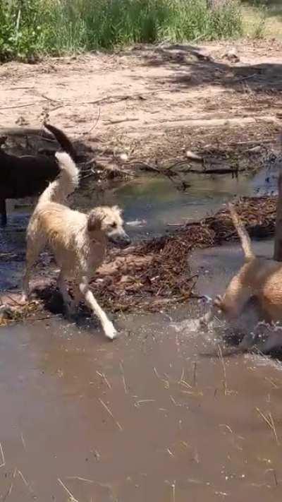 Water pups enjoying a lake day with the cutest 
