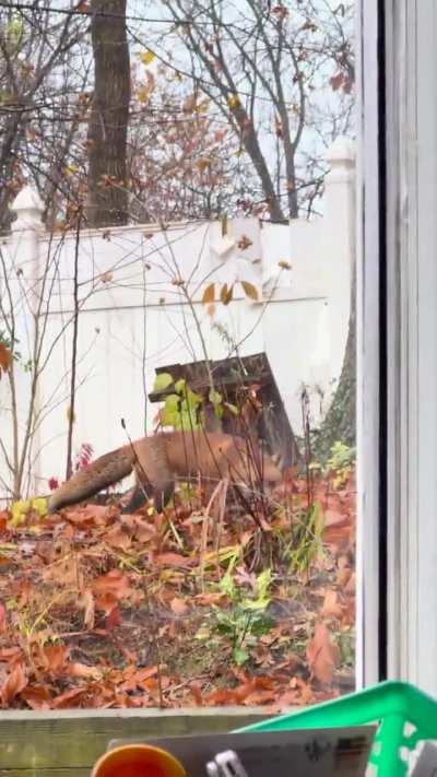 He jumped a 6 foot fence to come fertilize my garden! 😂