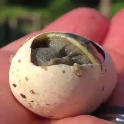 The baby turtle opens eyes for the first time