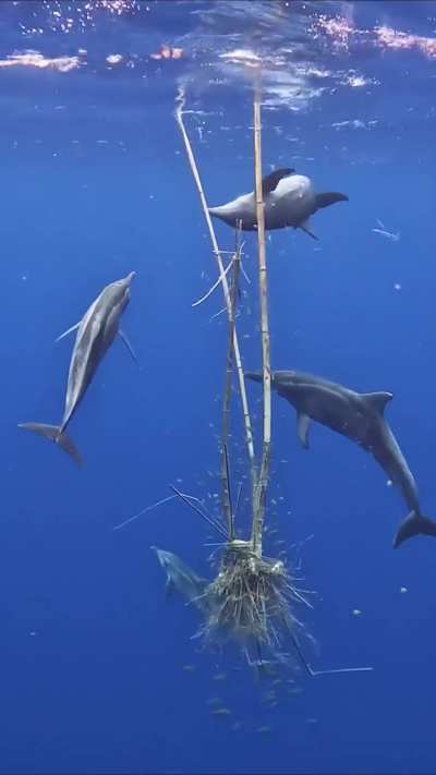 Rough-Toothed Dolphins catching Fish in Bamboo.