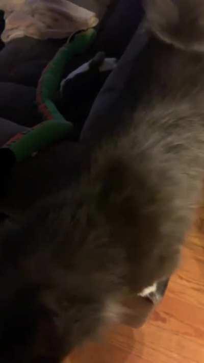 She wants to be pet so much