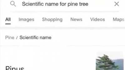 music from a scientific name for a pine tree meme. I think it's from a movie, but I'm not certain.