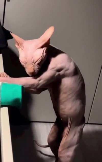 Hairless Cat Cleaning Itself
