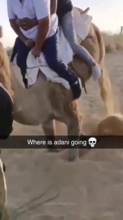 overweighing a camel