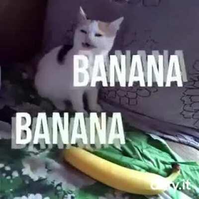 cat no like banana