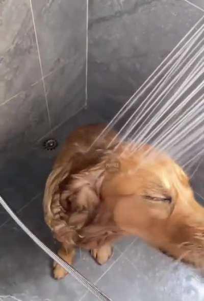 Good boy enjoys a shower after a day at the park