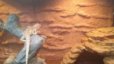 lap 2/10 of the daily routine... 🤣 he is so weird we love it