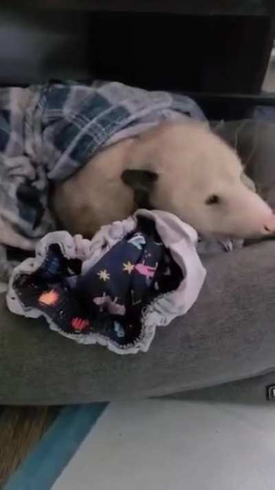 pants theif