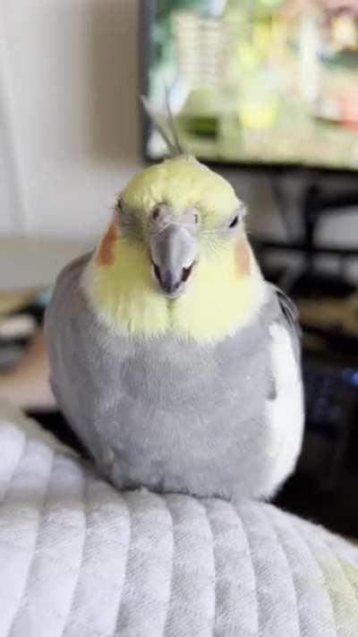 Snow going crazy (modem noises at the end)