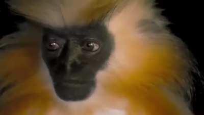 Gee’s golden langur. Researchers have said that this monkey works hard to avoid human interactions, making them extremely difficult to observe in the wild