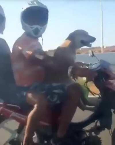 Letting a dog drive your bike