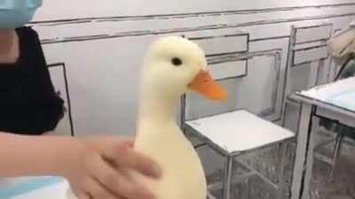 This duck is so satisfying