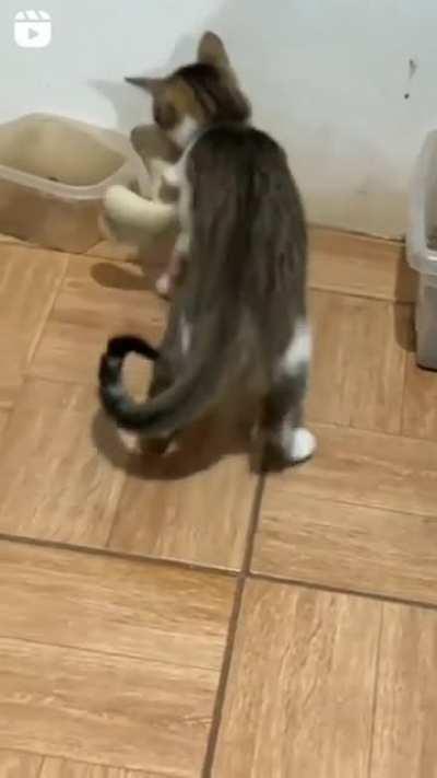 When you think your kitten is fighting but...