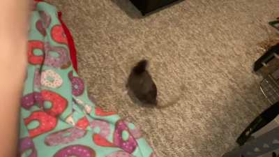 My awesome pet rat Cracker doing some of her favorite tricks!