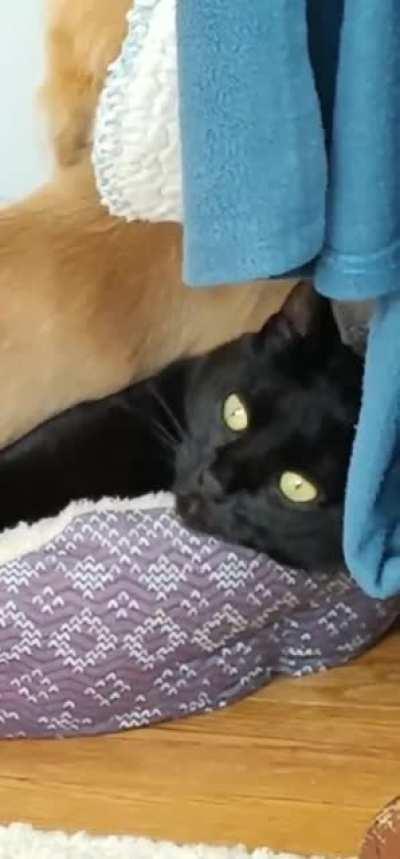 get a puppy they said