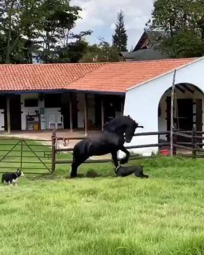 Majestic black horse.