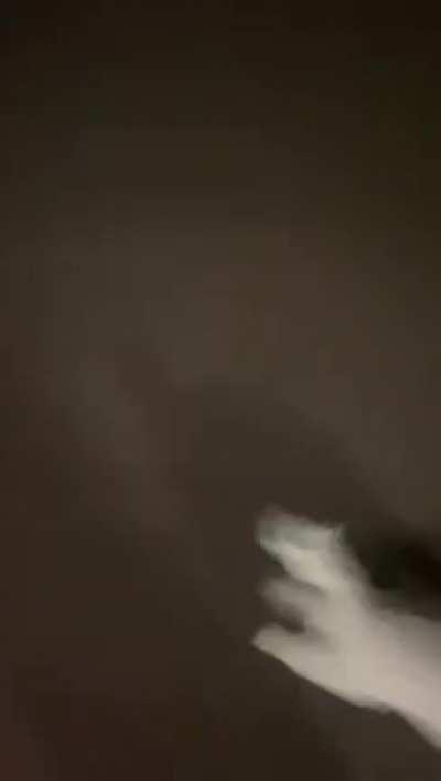 Friend sent this video of his dog, we made him notice the puddle that appears and now we are all confused. He says he didn't move and didn't notice.