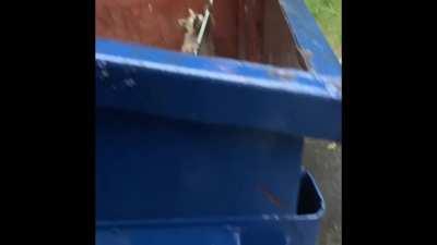 This morning I saved a couple raccoons stuck in a dumpster in the middle of a tropical storm.