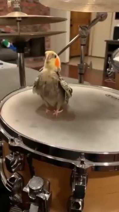 Red Hot Chirpy Peppers 🎶😡🦜🌶