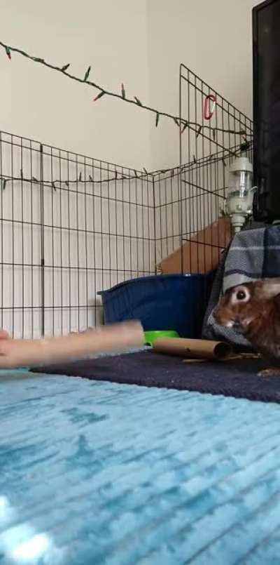 Holly loves to play!!