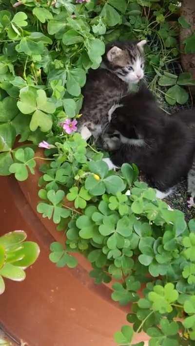 A stray mama just blessed us with some criminals 