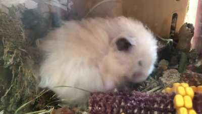 Scruffy fluffy Timmy gives himself a little groom