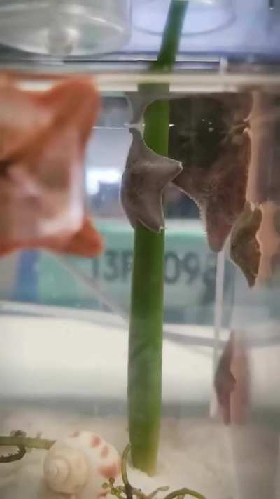 this is a starfish pole dancing (time-lapse)