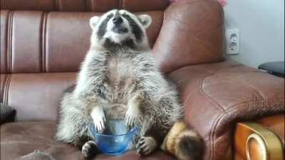 Where'd My Grapes Go?