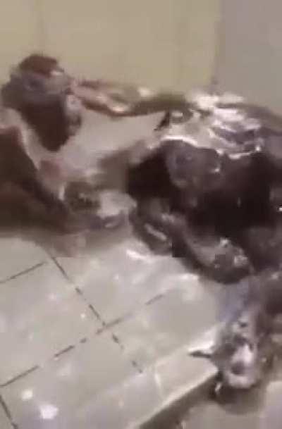 discord mod hamam bulusma