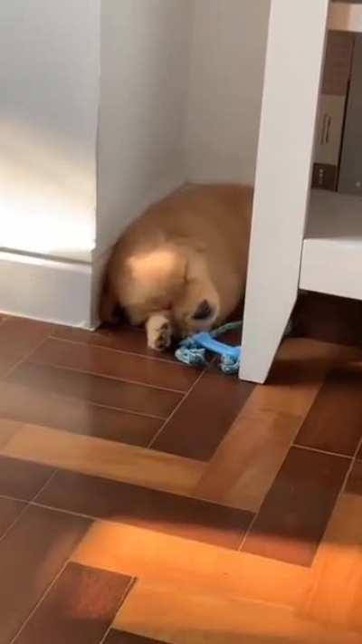 Good boy found his nap spot