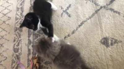 these criminals are charged with assault with deadly weapons, destruction of pawperty, and disorderly conduct