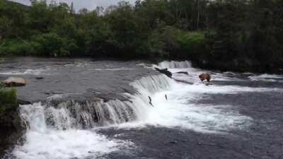 🔥 Brooks Falls, Katmai National Park