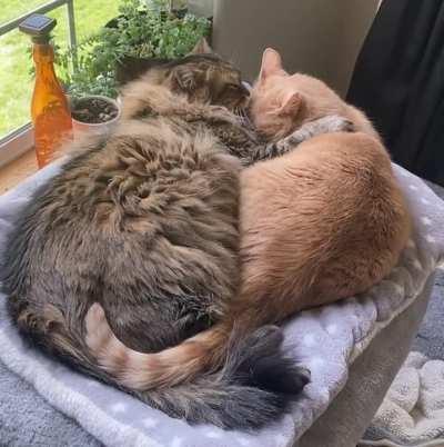 Is this normal? One is a llama and the other speaks Portuguese. They’ve never seen Titanic.