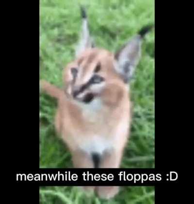 Floppa meme