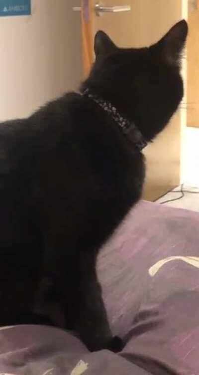 Proof cats understand us