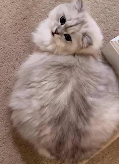 from back is chonk, from jelly is flonk