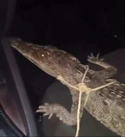 Is it a little too much for a pet?