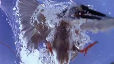 🔥 Fish's-eye view of a bird dive-bombing towards it for a kill