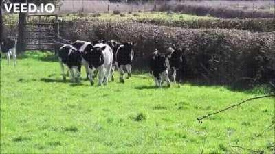 happy cows