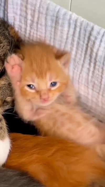 early morning head massage