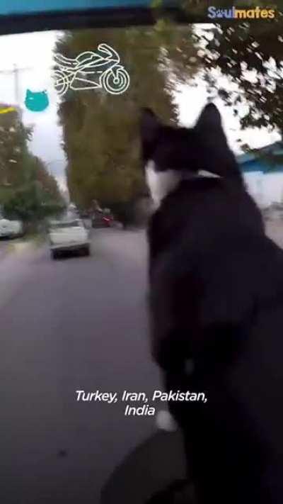 Stray kitten jumped on guy's motorcycle and rode with him through 17 countries.