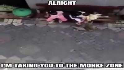 The random chimp event hit too hard