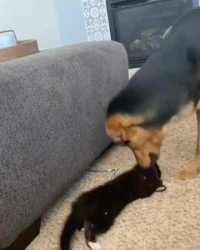 My dog loves finding strings for the kitten to play with. He’s the sweetest boy!