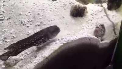 Neighborhood Goby Dispute