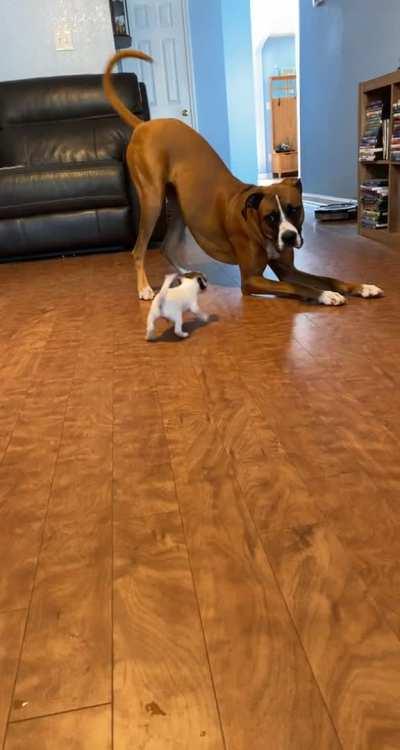 Newbie Cheagle seems to have received the approval of the rest of the Family