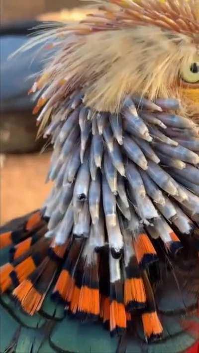 🔥 Red Golden Pheasant before and after molting their cape and regrow a new one