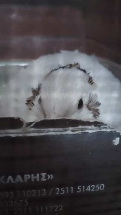 A few days ago I made a post about my male making weird noises.Here's another video