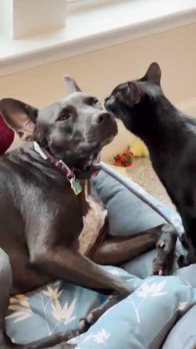 Nutmeg is very patient with her kissy sister Miso